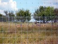 Past Deer Fence Construction Projects