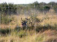 Past Deer Fence Construction Projects