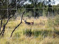 Past Deer Fence Construction Projects